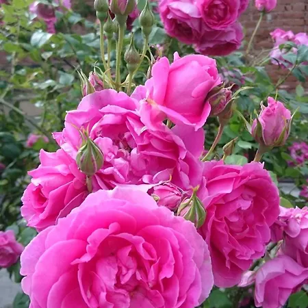 شقة Sarka Čistá