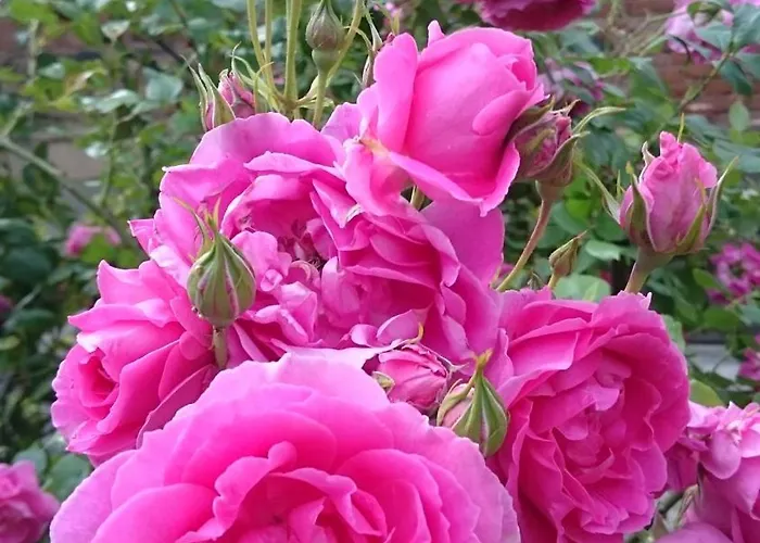 アパート Sarka Čistá